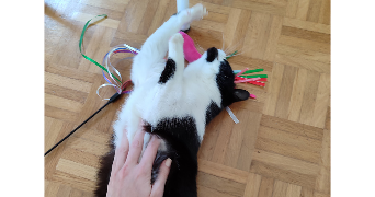 camille pet sitter à BREST 29200_3