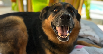 léna pet sitter à PAMIERS 09100_7