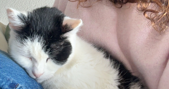 gabrielle pet sitter à REIMS 51100_0