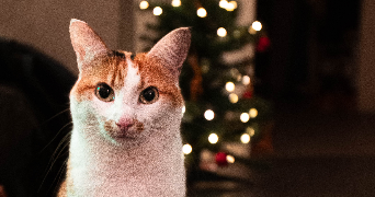 amandine pet sitter à WATTIGNIES 59139_3