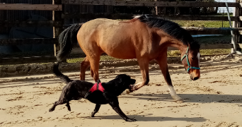 célia pet sitter à CUINCY 59553_3