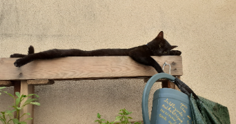 elodie pet sitter à MONTPELLIER 34000_4