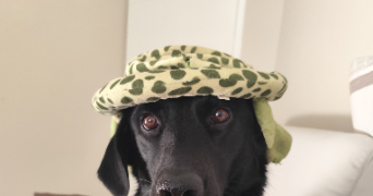 raquel pet sitter à BOISSET ET GAUJAC 30140_1