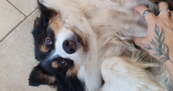 elodie pet sitter à CHATENAY MALABRY 92290_3