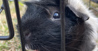 mathis pet sitter à LA ROCHELLE 17000_1