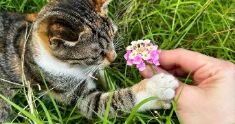 nabila pet sitter à TRAPPES 78190