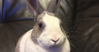 anaïs pet sitter à GONESSE 95500_2