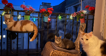 karine pet sitter à PARIS 15 75015_5