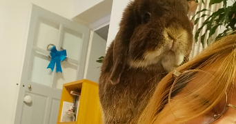 lucile pet sitter à ANNEMASSE 74100_1