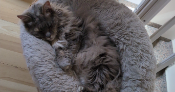 camille pet sitter à HODENC L EVEQUE 60430_2