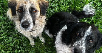 solene pet sitter à MINZIER 74270_11