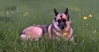 laurie pet sitter à Messimy sur saone 01480_2