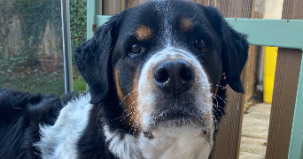 lucie pet sitter à ENTRAIGUES SUR LA SORGUE 84320_2