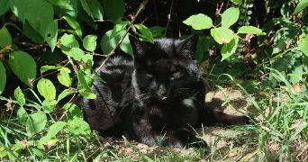 vanessa pet sitter à Saint-Brieuc 22000_5