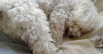 louane pet sitter à BEAUMONT SUR OISE 95260_1