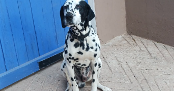 laurence pet sitter à AIX EN PROVENCE 13090_3