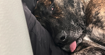 hallidays  pet sitter à BELLEVILLE SUR LOIRE 18240_8