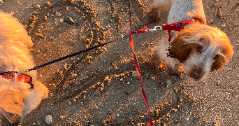 chloé pet sitter à LA ROCHELLE 17000_0