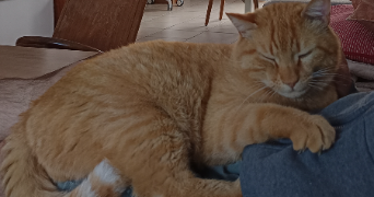 fabienne pet sitter à ST HERBLAIN 44800_1