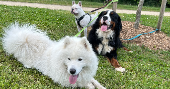 lomane pet sitter à CAMORS 56330_12
