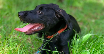 shereedan pet sitter à LE HAVRE 76600_2