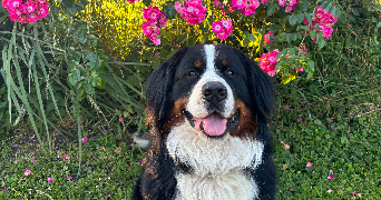 chloé  pet sitter à CHEMILLE EN ANJOU 49120_1
