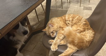 emilie pet sitter à TOULON 83200_2