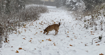 camille pet sitter à Thonon les bains  74200_4