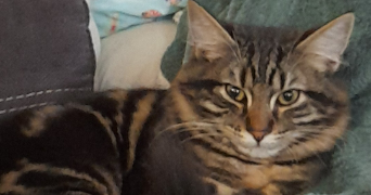 philémon pet sitter à PLUZUNET 22140_1