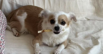 ruimin pet sitter à PARIS 13 75013_6