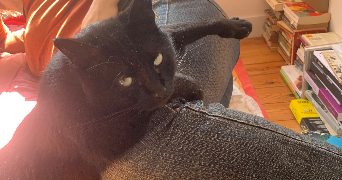 liliane pet sitter à PARIS 75000_3