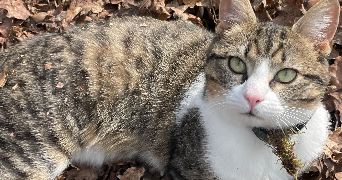 kelly pet sitter à LE TOURNE 33550_3