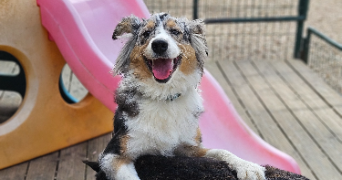marlene pet sitter à AUNEAU BLEURY ST SYMPHORIEN 28700_25