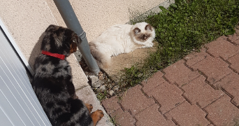elisa pet sitter à OLIVET 45160_3