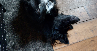 vinciane pet sitter à Armentières 59280_8