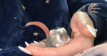 hallidays pet sitter à BELLEVILLE SUR LOIRE 18240_3