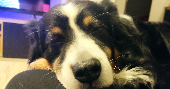 yohan pet sitter à VILLEMUR SUR TARN 31340_2