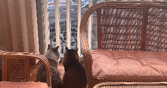 marilyne pet sitter à BEZIERS 34500_4