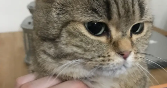 kelly cat sitter à BOULOGNE BILLANCOURT 92100_2