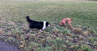 cinthia pet sitter à FAVERGES SEYTHENEX 74210_2