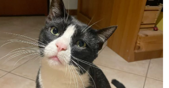 lena pet sitter à CORBERE 66130_3