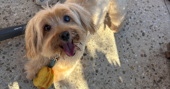 marie pet sitter à ANTIBES 06600_1