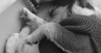 andrea pet sitter à MONT ST AIGNAN 76130_1