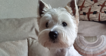 Sylviane pet sitter à Saint-Projet 46300_6