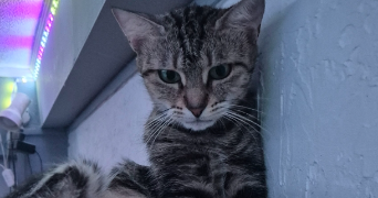 cecilia pet sitter à ARLES 13200_1