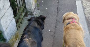 LISE pet sitter à VIROFLAY 78220_3