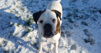 léane pet sitter à TOURS 37000_2