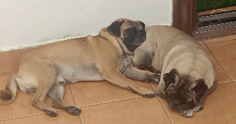 malaika pet sitter à ROANNE 42300_1