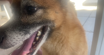 lara pet sitter à BOIS D ARCY 78390_0