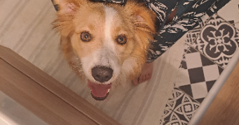 maëlys pet sitter à CLERMONT FERRAND 63000_2